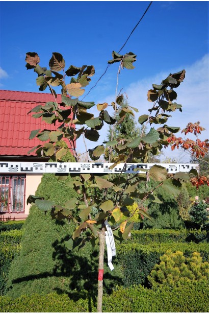 Фундук Варшавський Червоний на штамбі крона